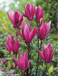 Magnolia suzanne 1 metr duża rozwinięta