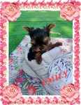 York,Yorkshire Terrier!Elitarne MICRO Cudeńko!PIESEK XXXS-1 kg!Kraków