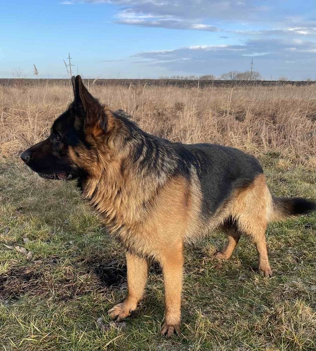 Продаються цуценята