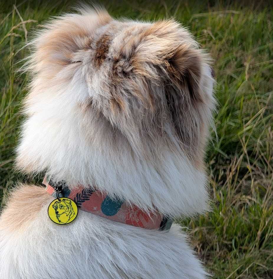 Adresówka dla psa - Border Collie - zawieszka imiennik identyfikator