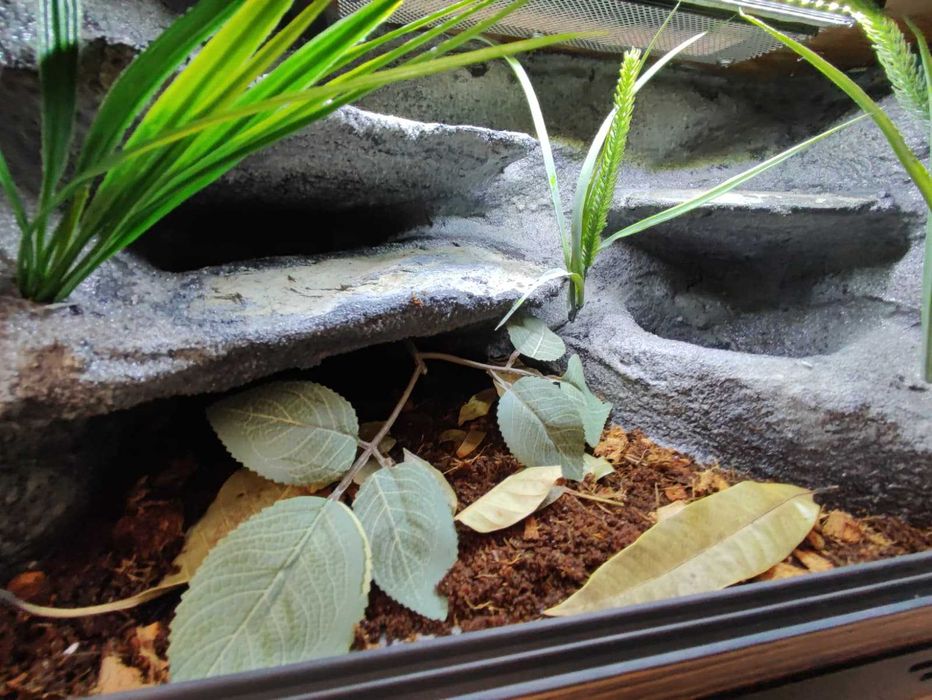 Terrarium przejściowe nr779 50/30/30 dla węża boa pyton DOSTĘPNE