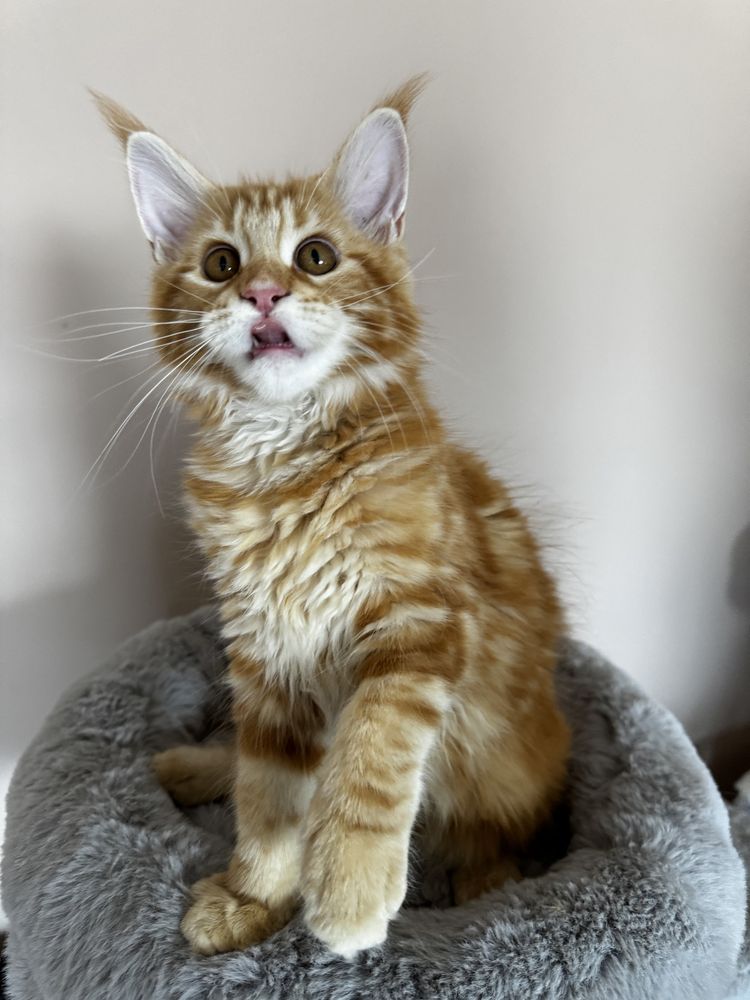 Fêmea Maine Coon