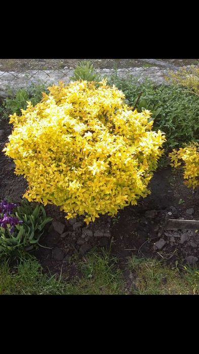 Смарагд Туя 0,5-2м,ялівець козац,коніка,самшит,хризантеми