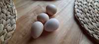 Perliczki jaja lęgowe, jajka konsumcyjne