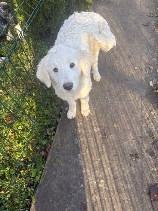 Owczarek podhalanski