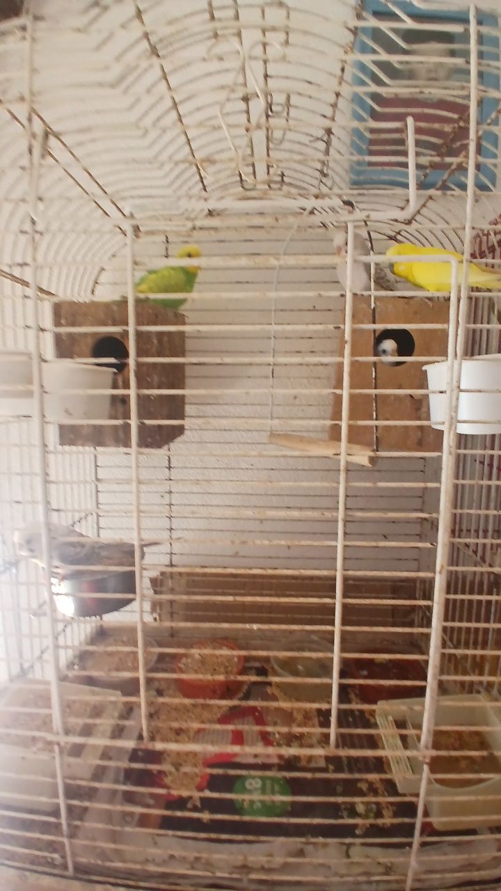 Vendo periquitos 10 euros cada