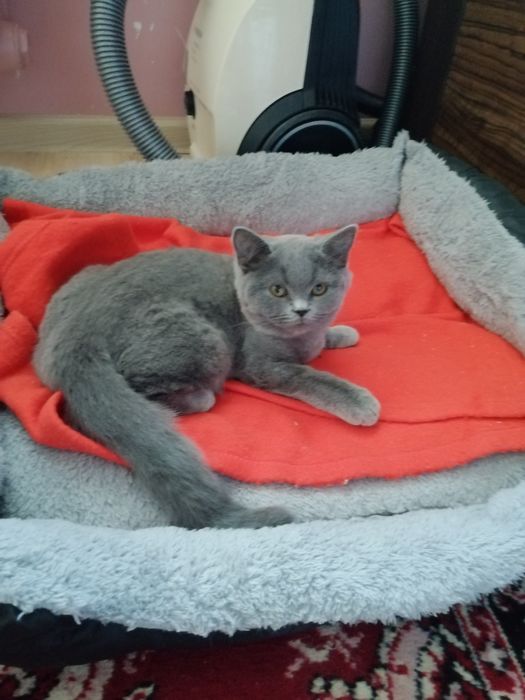 Piękna koteczka Brytyjska z rodowodem FPL