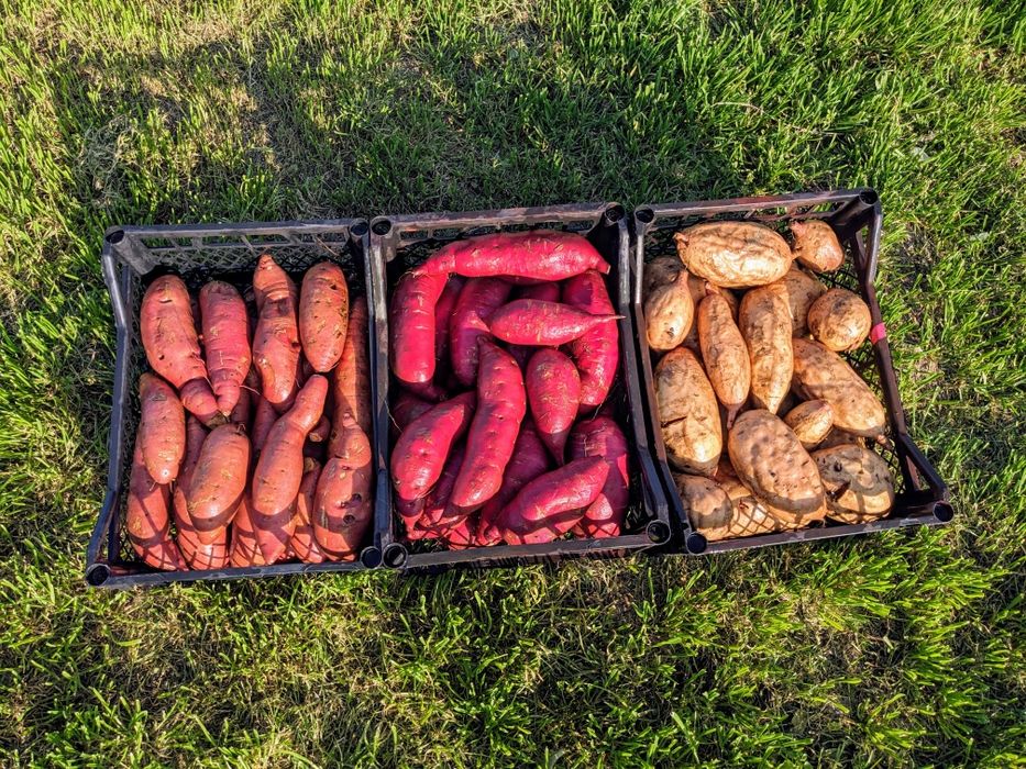 Батат органический ( для еды , маточные клубни ,  рассада на весну )