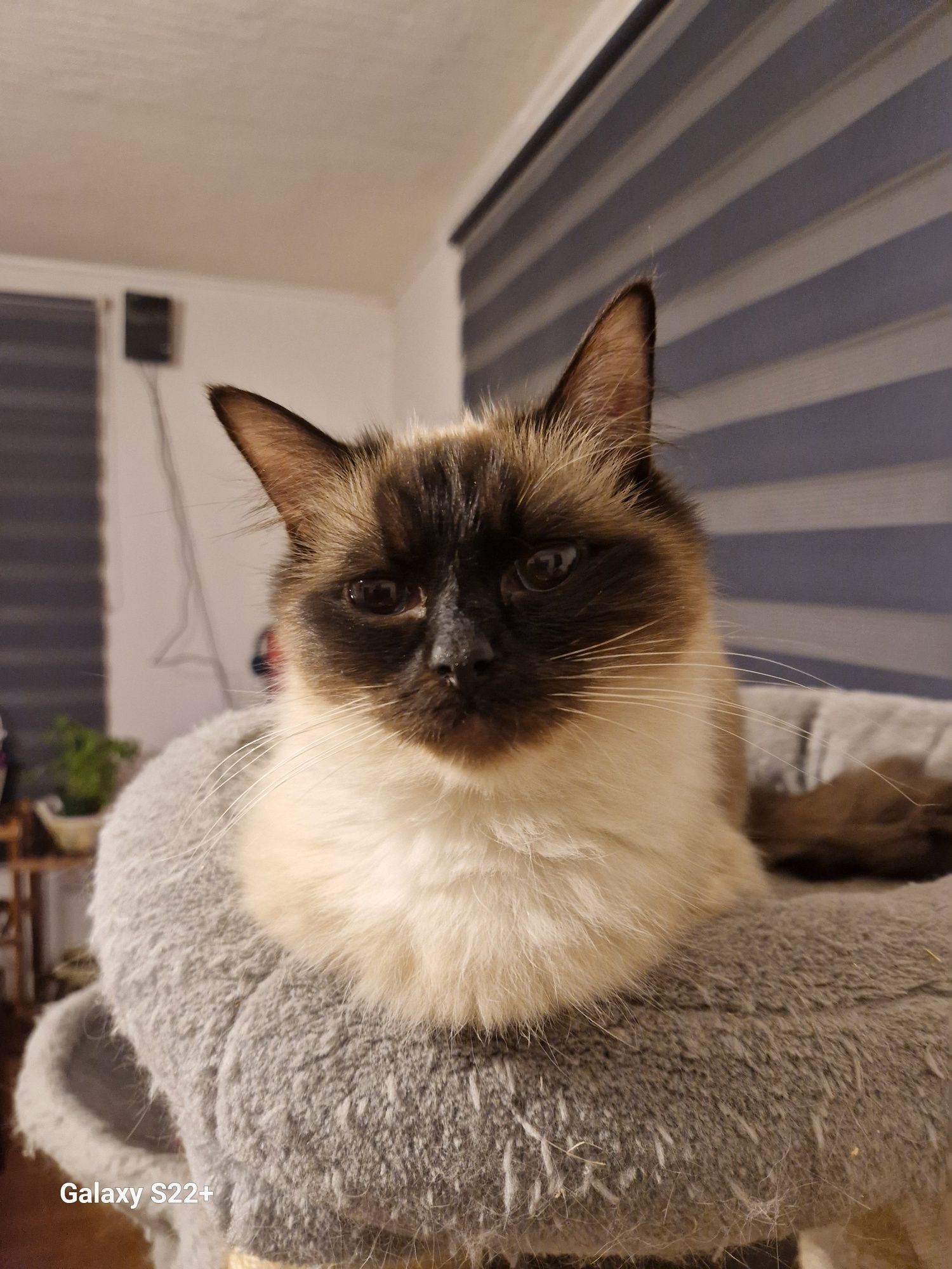 Ragdoll koteczka rasowa