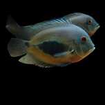 Uarus Amphiacatoides