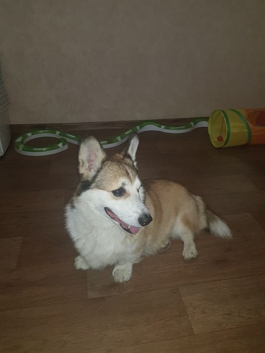 Дрессировка собак Харьков: коррекция, передержка  кошек и собак