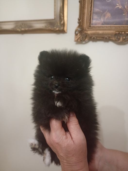 Szpic miniaturowy suczka