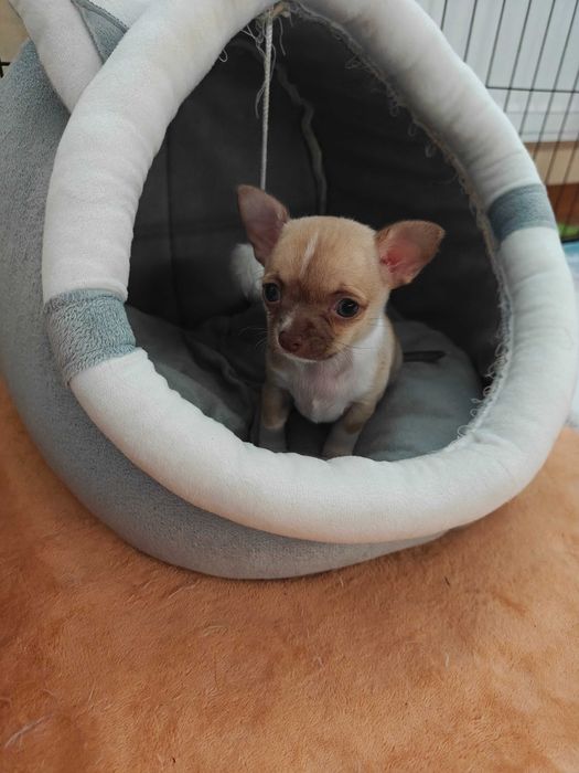 Chihuahua krótkowłosa