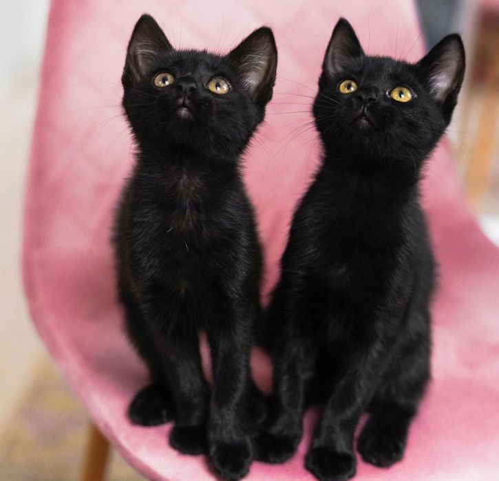 Черные котята бесплатно