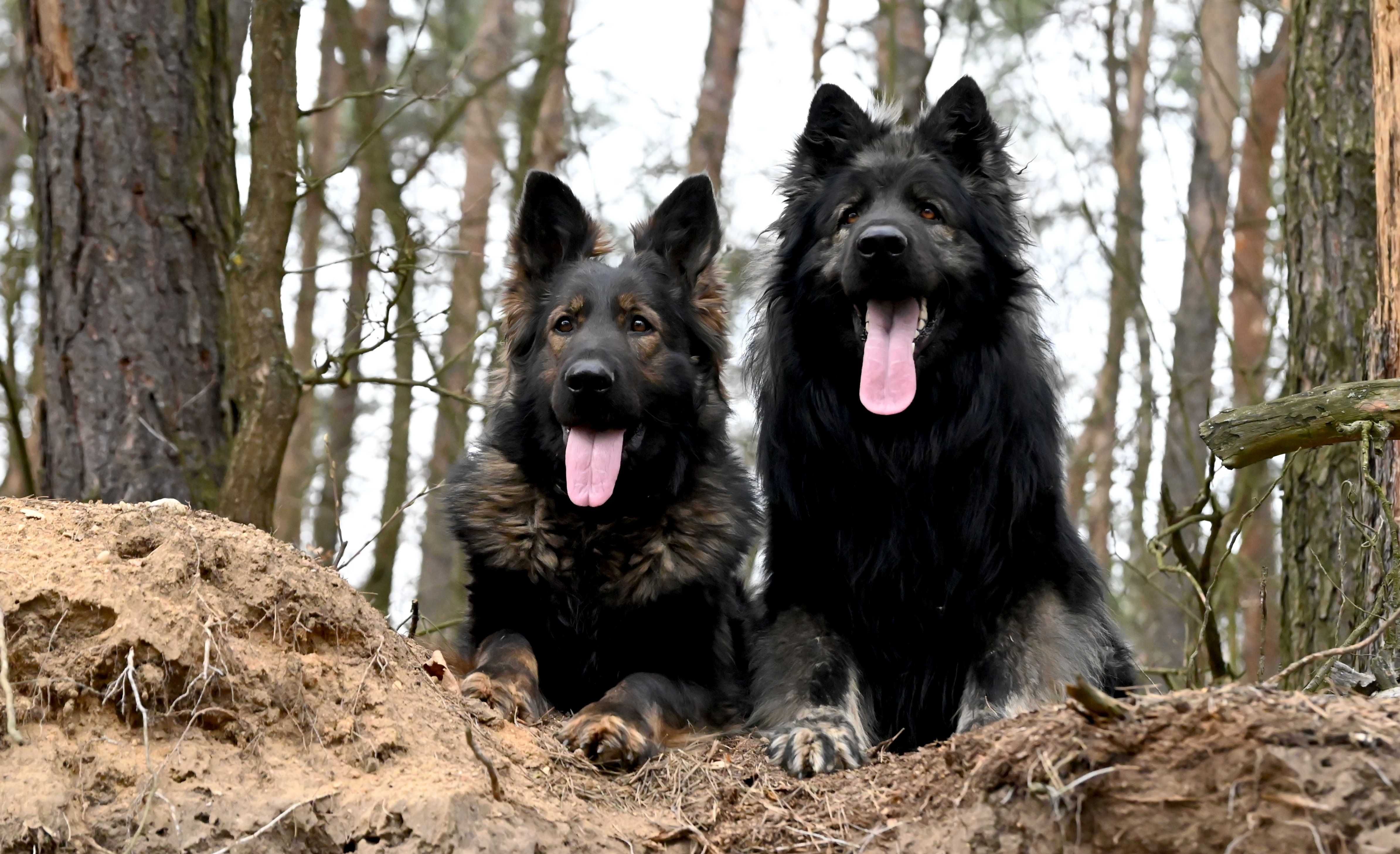 Owczarek staroniemiecki długowłosy linia DDR - szczeniak black sable