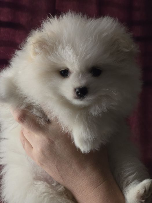 Продаю чистокровних цуценят померанського шпіца  хлопчика та дівчинку