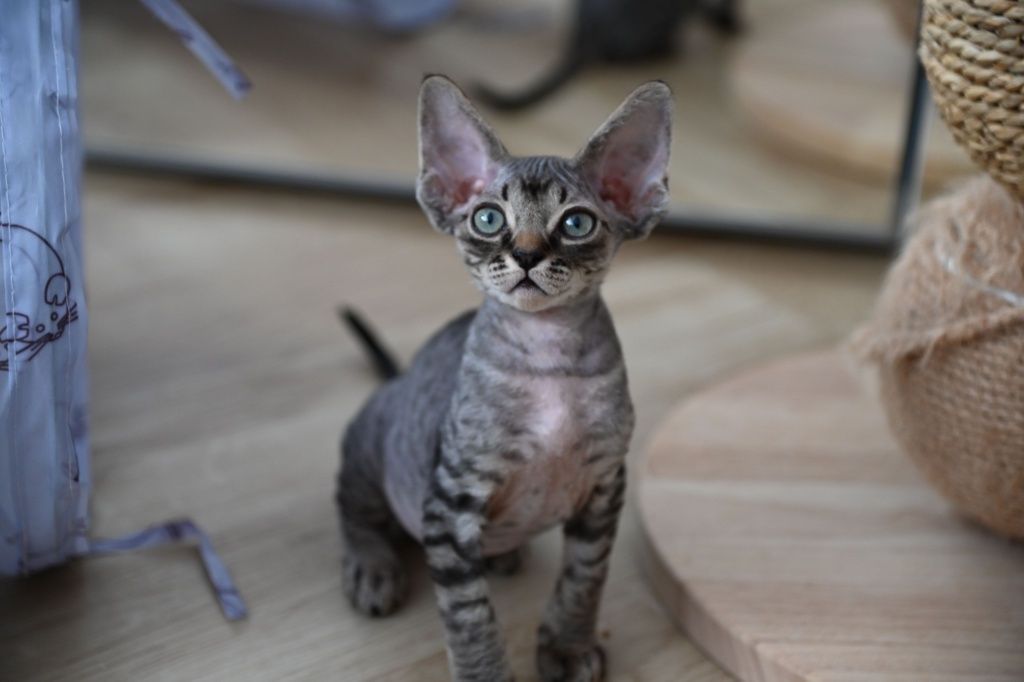 Kocurek Cookie Devon Rex
