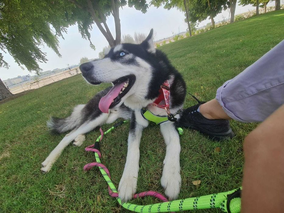 Pozytywny Zoro, przyjaciel ludzi i psów szuka domu