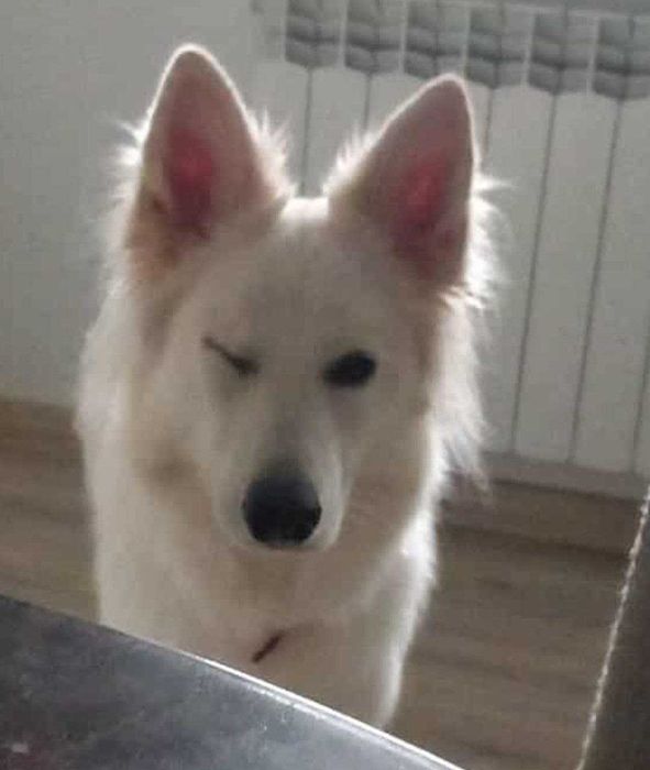 Opieka nad psem tymczasowa pilne