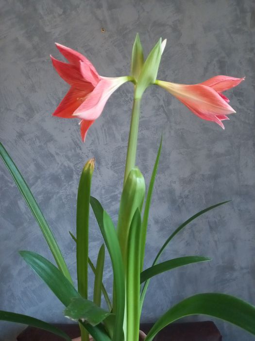 Квіти Гіппеаструм, цибулини