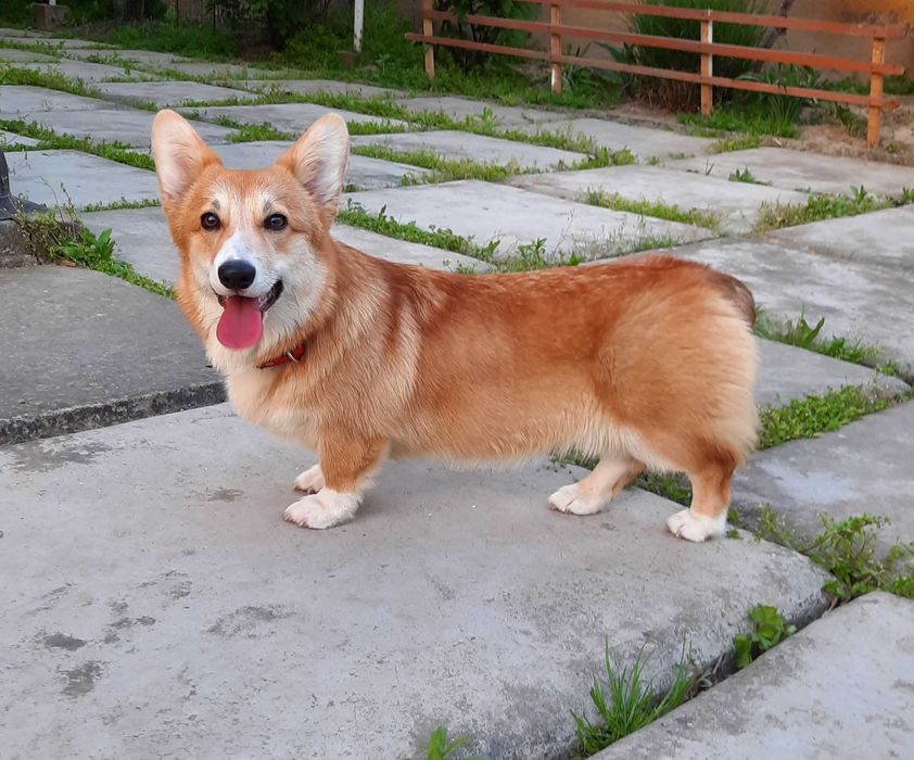 Вельш корги пемброк,девочка , 
натуральный  бобтейл.