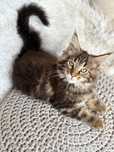 Maine Coon- kocurek