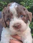 suczka  lagotto romagnolo
