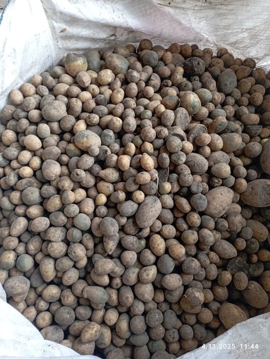 Sprzedam odsort ziemniaka. Na pasze