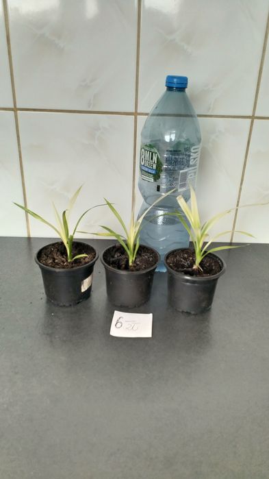Sadzonki PANDAN jadalny
