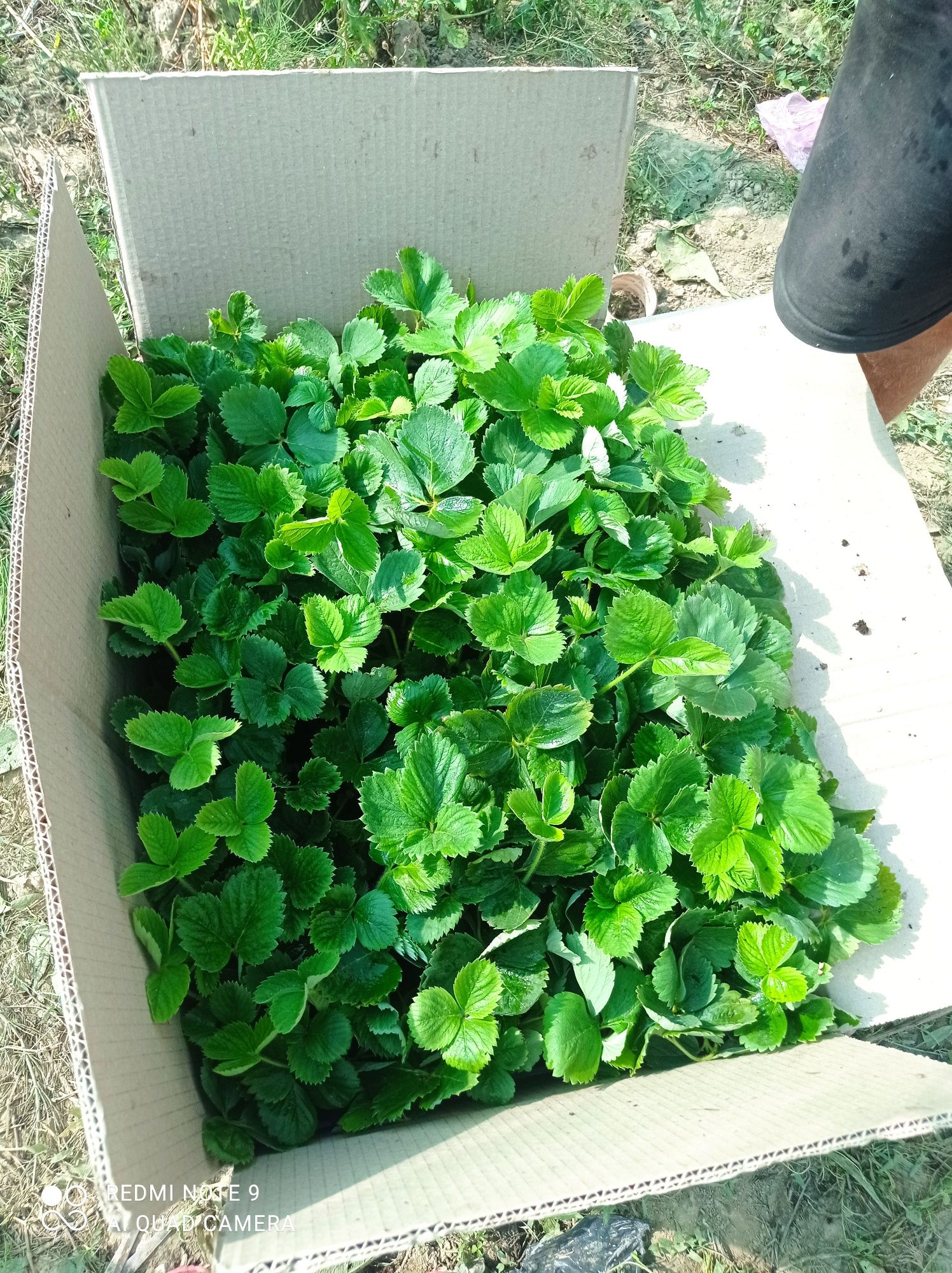 Продам саджанці полуниці, суниці, клубніки, касетна розсада