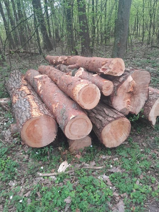 Drewno dąb sosna grab brzoza