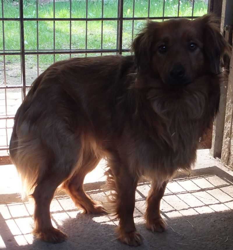 Karier pies rudy, dorosły jak średni seter do adopcji