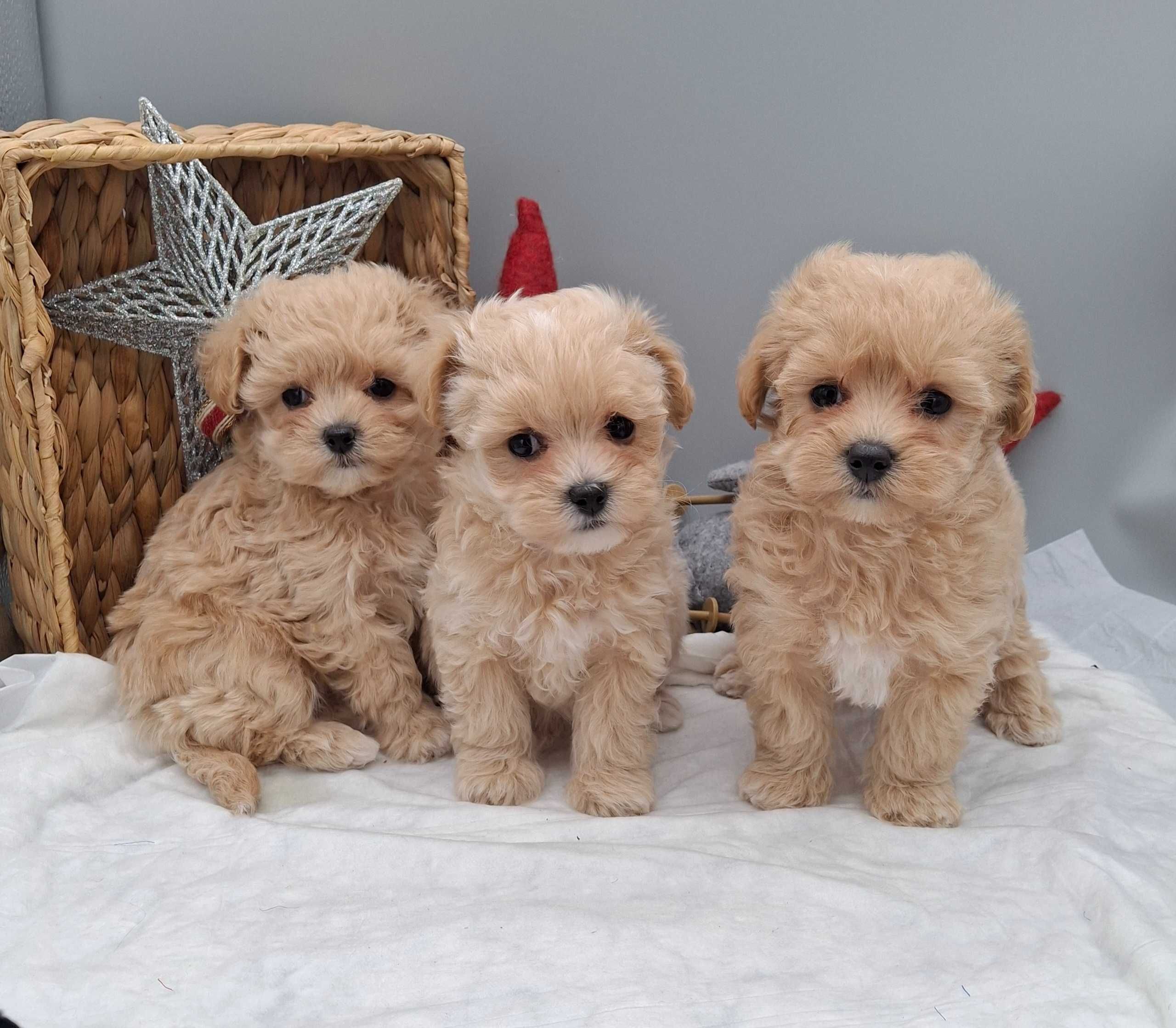 Малюські Mini Maltipoo а Києві обирають власників