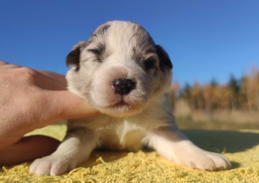 Szczenię BORDER COLLIE z Hodowli - Rasowy pies z pełną dok.