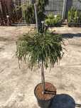 Thuja na pniu (thuja plicata whipcord)
