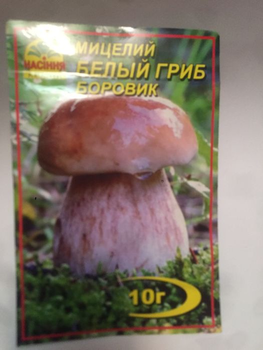 Шампиньон мицелий грибов