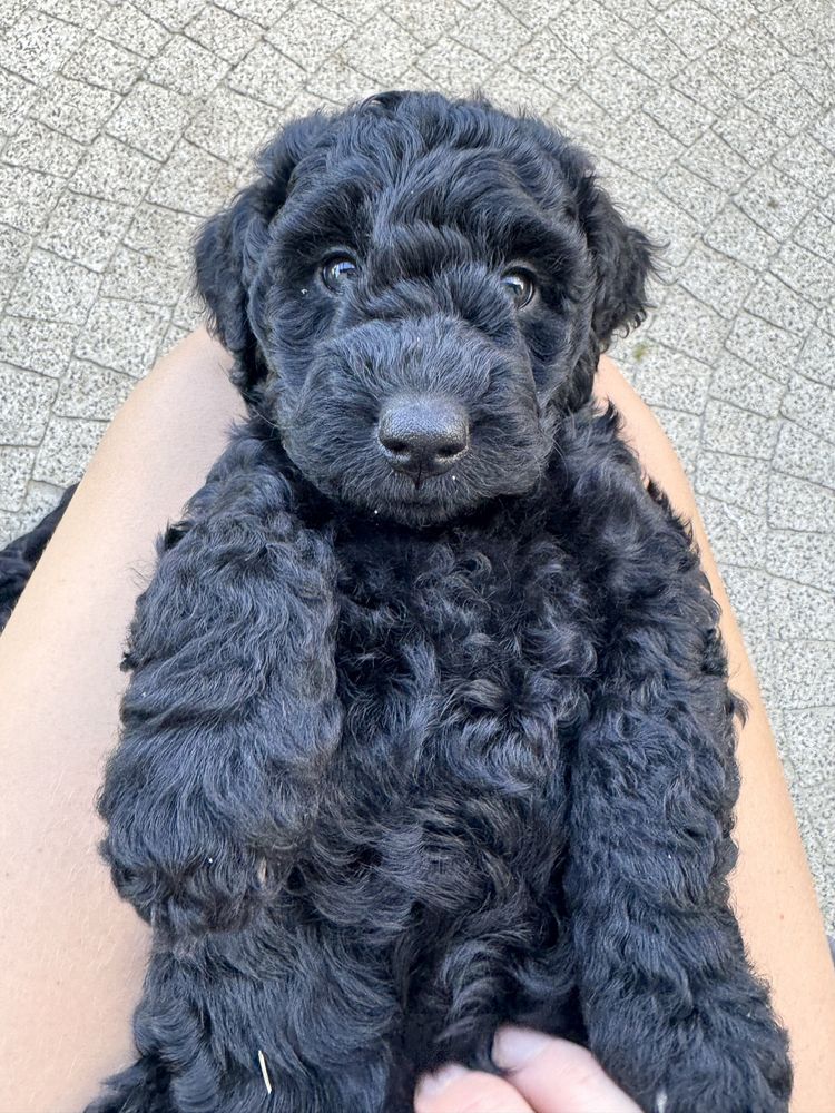 Przecudna suczka Golden Doodle F1b mini/ medium