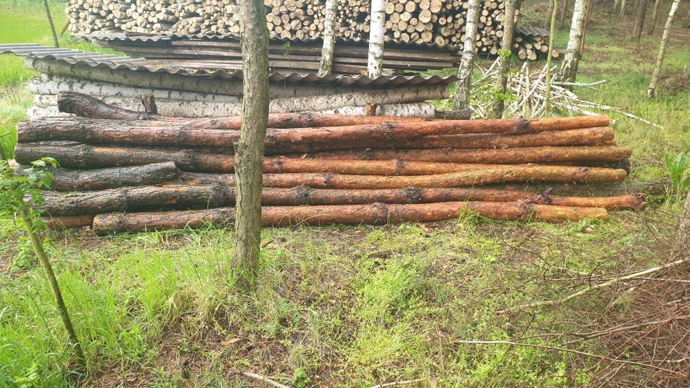 Stemple budowlane, słupki ogrodzeniowe 3.2m świeżo ścięte