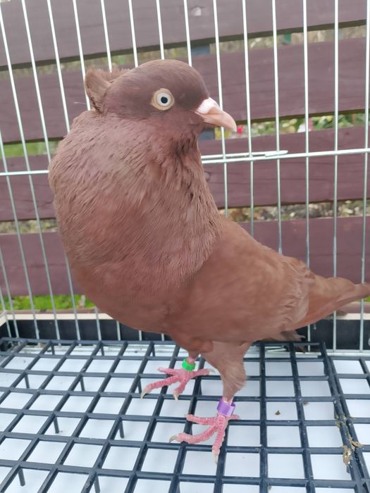 Gołębie garłacze górnośląskie 25r młode