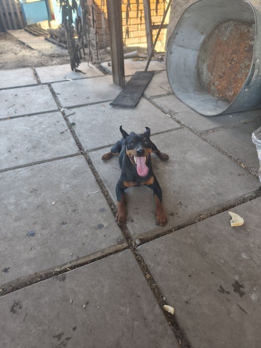 Ищем девочку для случки Цвергпинчера