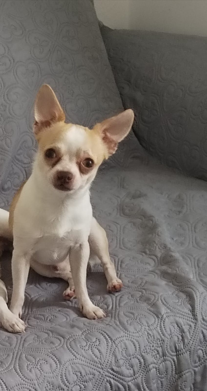 Cachorrinho Chihuahua macho
