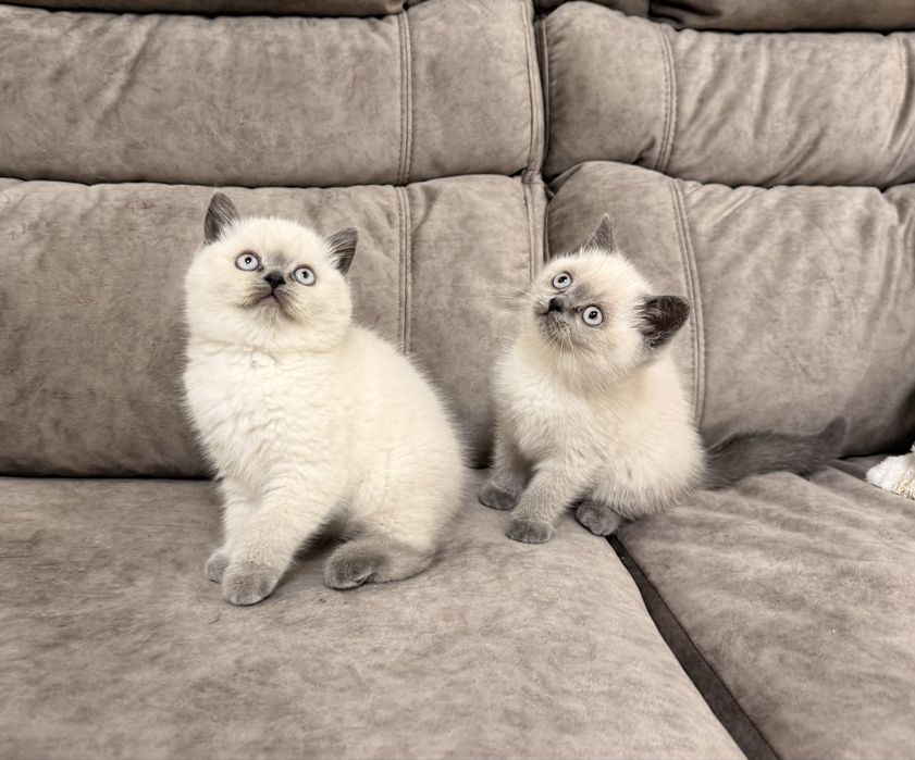 Британські дівчата