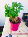 Bonsai ficus ginseng