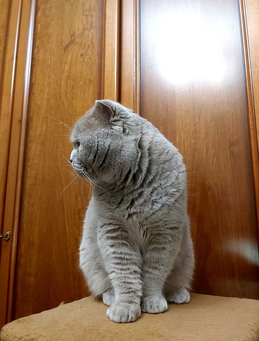 Шотландський висловухий ліловий котик