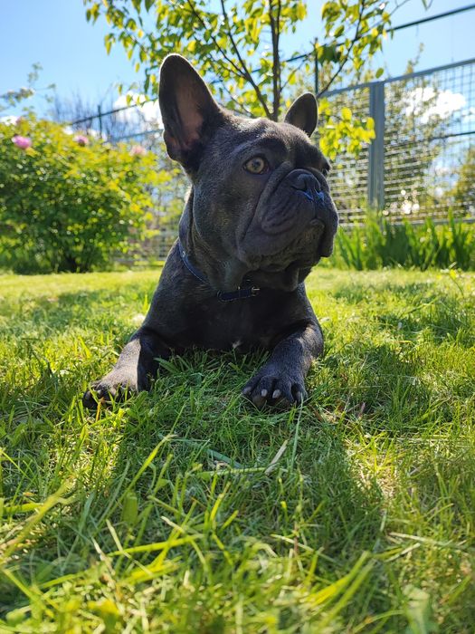 Кобель французского бульдога для вязки
