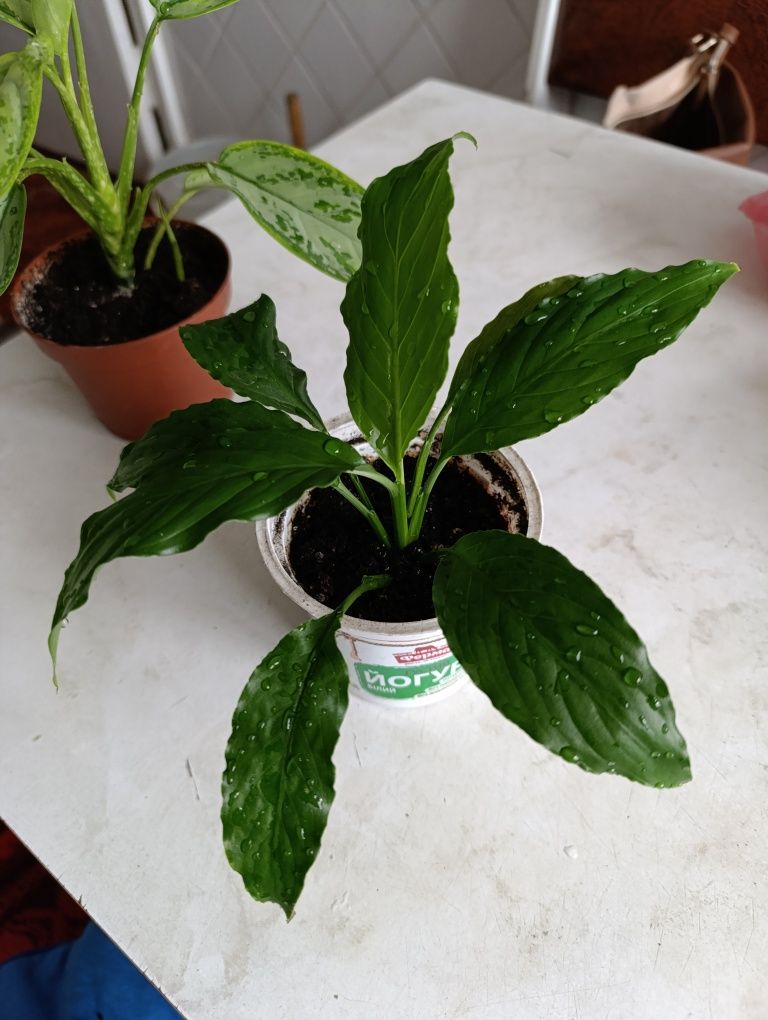 Аглоонема, замиокулькас продам