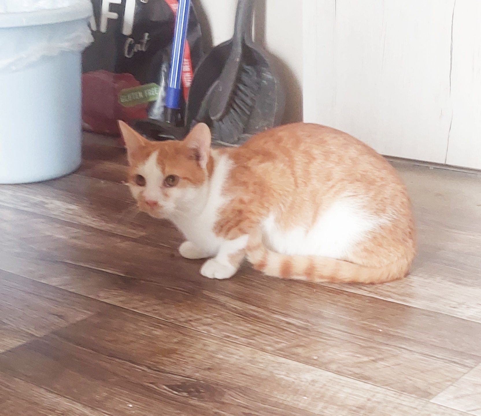 Kevin kot do adopcji