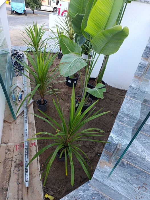 Temos serviços de jardinagem