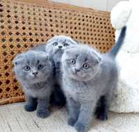 Scottish fold  kittens