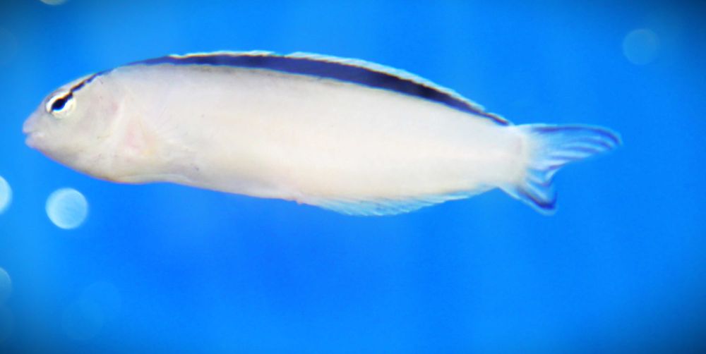 Meiacanthus smithii. Morskie